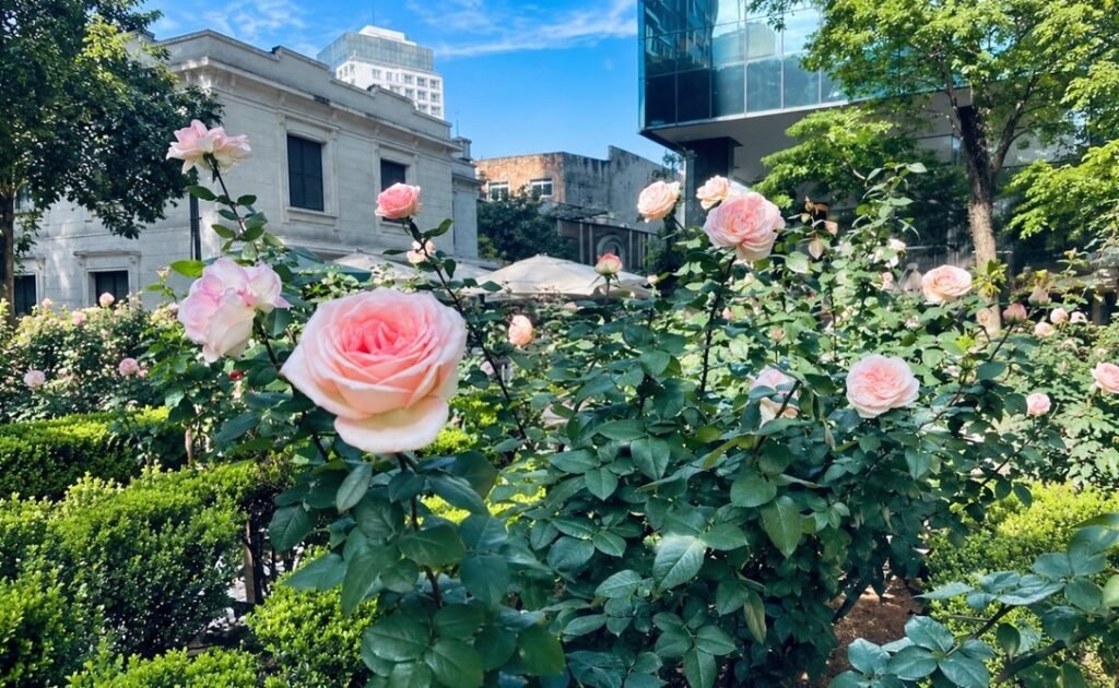 Museus-Casas promovem atividades gratuitas que articulam natureza e literatura, com opções para todas as idades Jardim do Museu Casa das Rosas